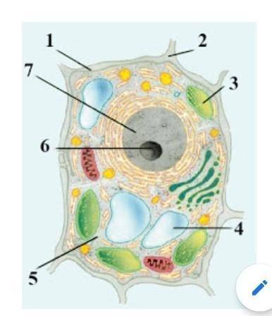 Назови обозначенные на рисунке цифрами органоиды растительной клетки у меня СОР ​