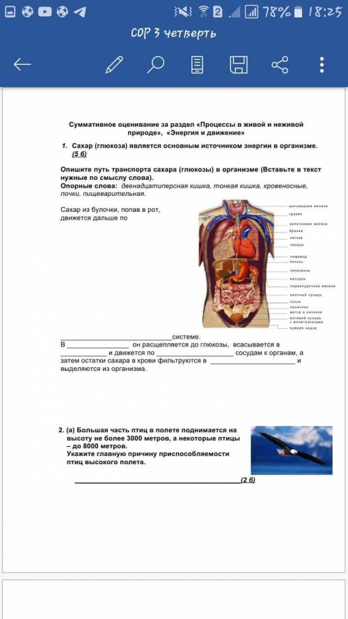 СОР ЕСТЕСТВО ЗНАНИЕ 0- оценка 2 7- оценка 3 12- оценка 4 15- оценка 5