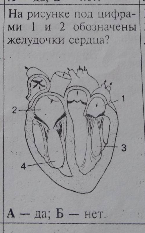 На рисунке под цифра-ми 1 и 2 обозначены желудочки сердца? ​