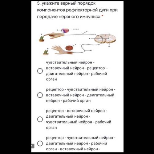 Укажите верный порядок компонентов рефлекторной дуги при передаче нервного импульса