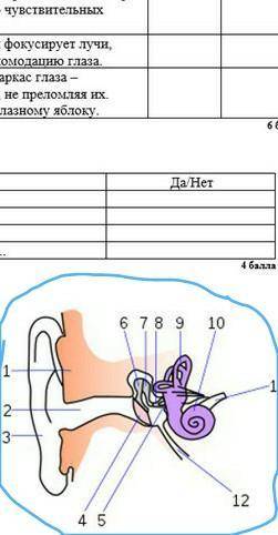 А. Определите название структур уха, обозначенных на схеме цифрами 4 - 5- , 6-Б. К какому отделу уха