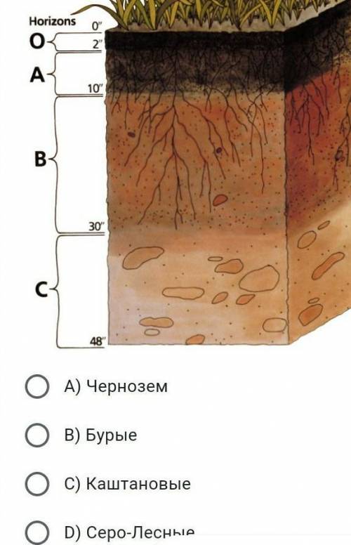 2. Определите тип почвыА) ЧерноземB) Бурые​