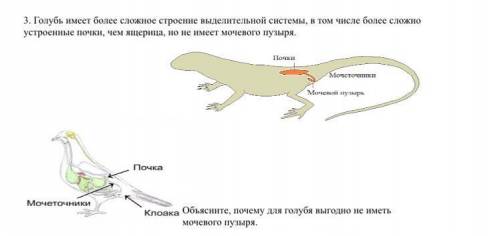 3. Голубь имеет более сложное строение выделительной системы, в том числе более сложно устроенные по