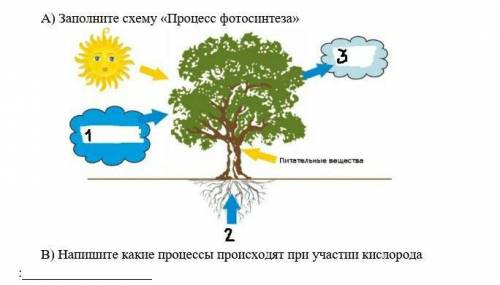 Заполните схему процесс фотосинтеза. СОР ​