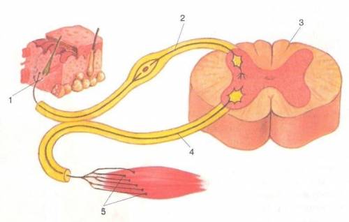 На рисунке показана рефлекторная дуга Как называется нейрон под номером 2 и какие функции он выполня