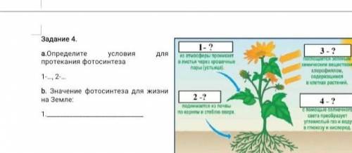 Задание 4. а.Определите условия протекания фотосинтеза1-, 2..дляb. Значение фотосинтеза для жизнина