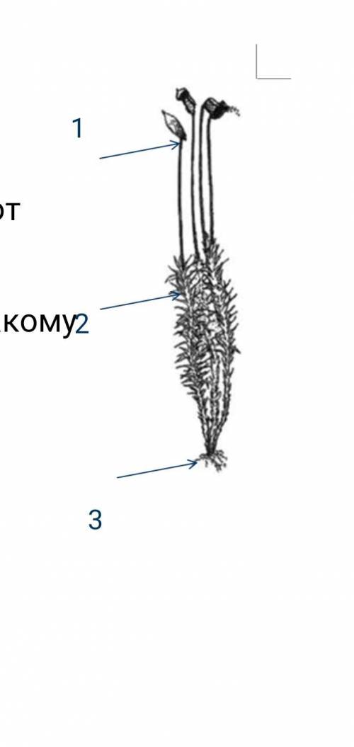 Самостоятельная работа по теме «Мхи» 1. Подпишите части растения Кукушкин лен. Что обозначено цифрам