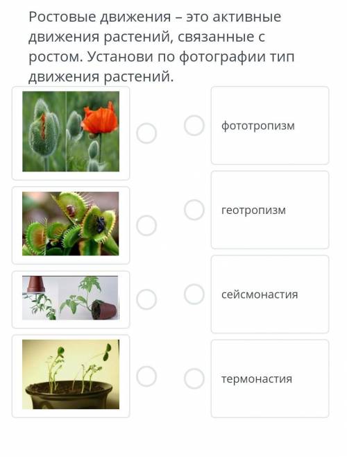 Ростовые движения - это активные движения растений, связанные с ростом. установи по фотографии тип д