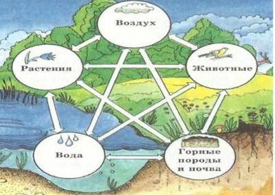 Объясните круговорот веществ в биосфере, используя данную схему.​