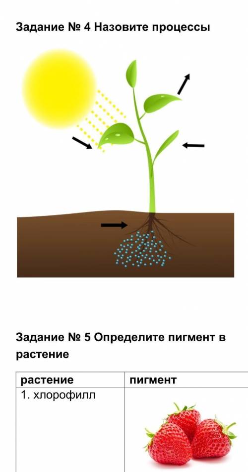 Назовите процессы фотосинтеза ​