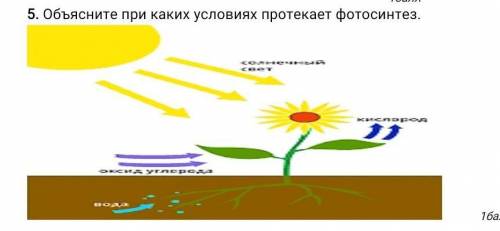 Объясните при каких условиях протекает фотосинтез это ​