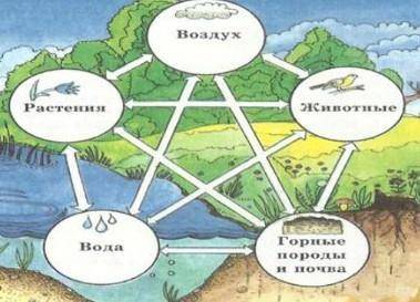 Объясните круговорот веществ в биосфере, используя данную схему.​