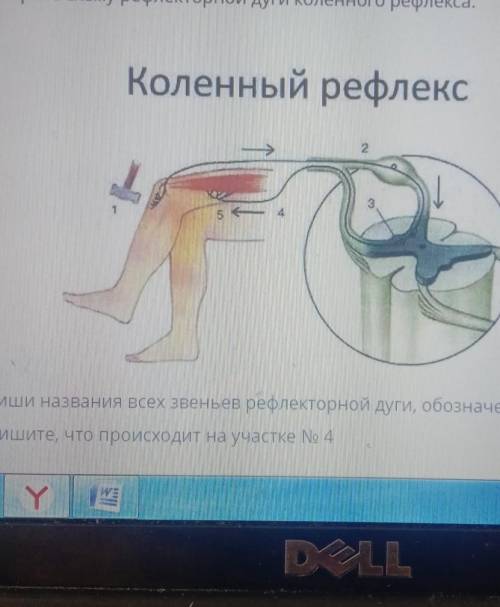 Коленный рефлекс А) запиши названия всех звеньев рефлекторной дуги, обозначенных на рисунке иВ) Запи