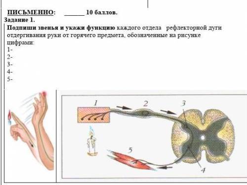 Подпиши звенья и укажи функцию каждого отдела рефлекторной дуги отдергивания руки от горячего предме