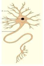Рассмотри рисунок. Закончи предложения: А) Короткие отростки нейрона называются- В) Длинный отросток