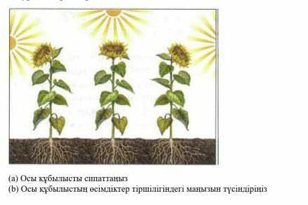 (а) Опишите это явление. (6) Объясните важность этого явления для жизни растений.​