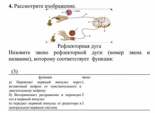 Рассмотрите изображение назовите звено реЛекторной дуги (номер звена и название) которому соответств