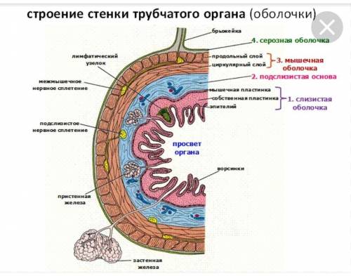 Зарисовать схему поперечного среза стенки трубчатого органа.