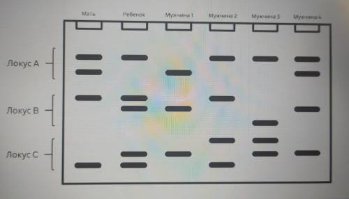 , ОЧЕНЬ ! На рисунке показан результат STR-анализа для определения отцовства. Кто из мужчин 1–4 явля