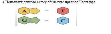 Используя данную схему обьясните правило Чаргаффа