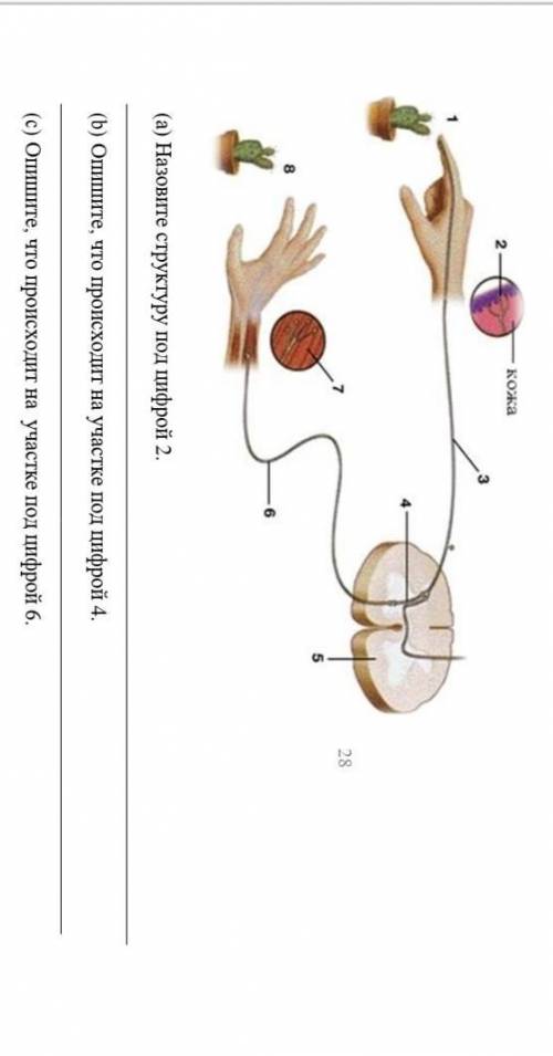 Рассмотрите изображение  ￼ (а) Назовите структуру под цифрой 2. (b)  Опишите, что происходит на учас