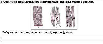 Существуют три различных типа мышечной ткани: сердечная, гладкая и скелетная. Выберите гладкую ткань