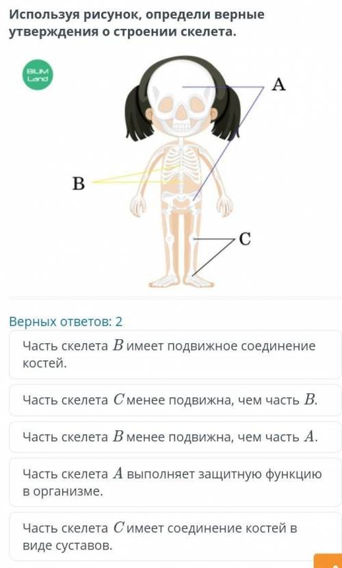 Строение скелета человека Используя рисунок, определи верные утверждения о строении скелета.Верных о