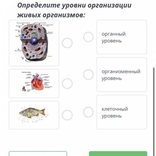 Определите уровни организации организмов: живых органный уровень организменный уровень клеточный уро