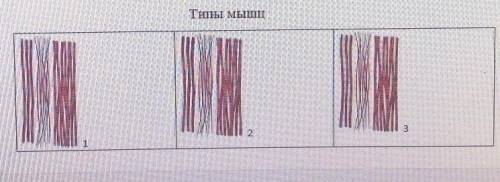 Мышца Название ФункцияТипы мышц132​