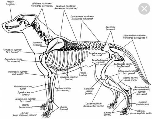 Строение скелета собаки надо ​