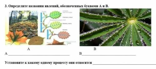 3. Определите названия явлений, обозначенных буквами A и В А-В-Устонови к какому одному процессу они