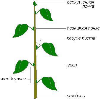 Какую функцию выполняет боковая почка???