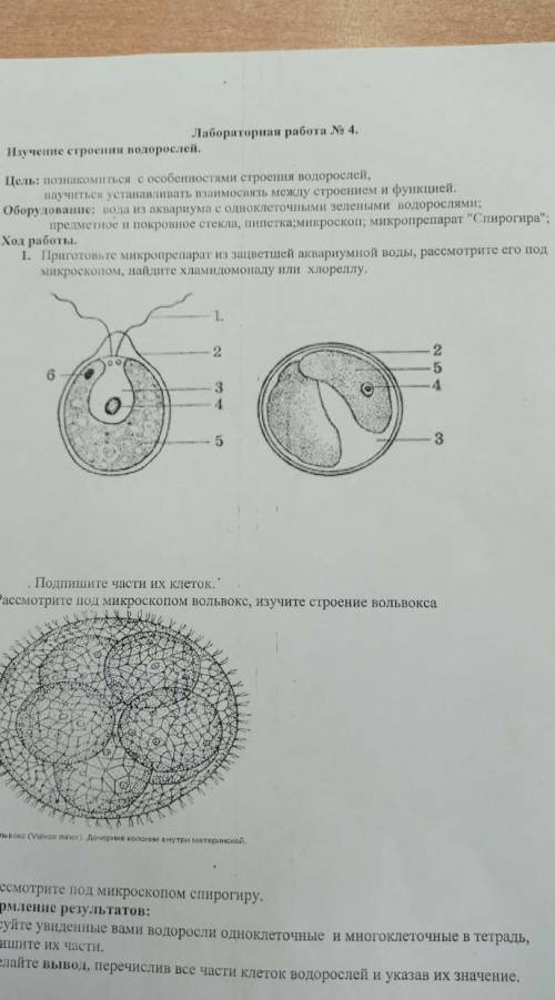 Лабораторная работа по биологии номер 4 6 класс​