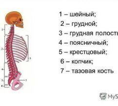 4. Определите участки позвоночника на картинке.​