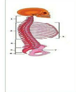 4. Определите участки позвоночника на картинке.​