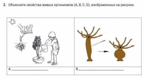 2. объясните свойства живых организмов (A,B,D,C) изображённых на рисунке​