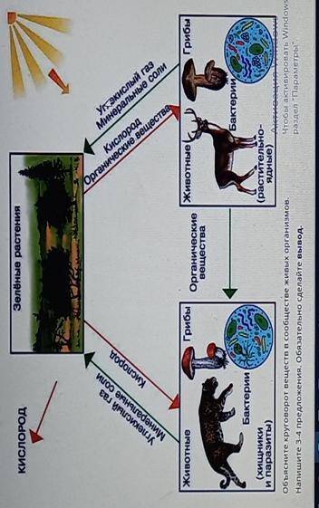 Соч 2.Объясните круговорот веществ в сообществе живых организмов Напишите 3-4 предложения. Обязатель