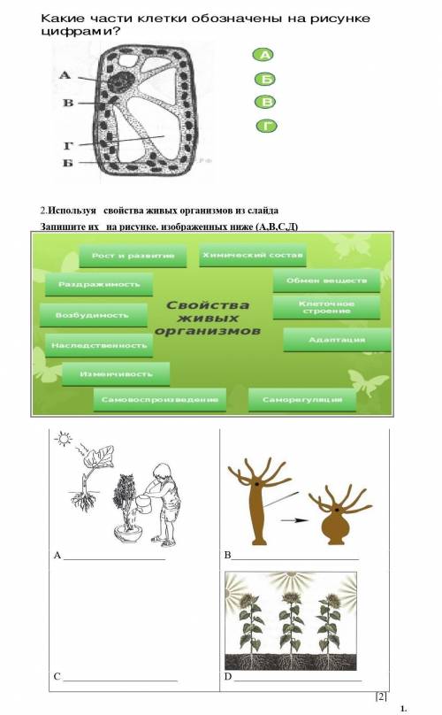 Какие части клетки обозначены на рисунки цифрами.