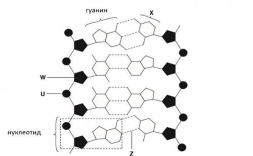 На рисунке показана молекула ДНК. (a) Укажите название структурU (1)W (1)​