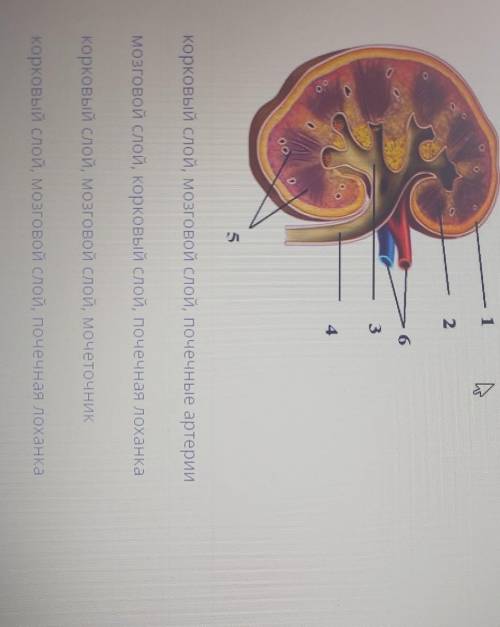 Определите структуры почки под номерами 1, 2,3. сооор​