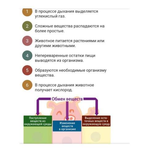 Заполни схему обмена веществ. Перетащи номер утверждения в соответствующую колонку.