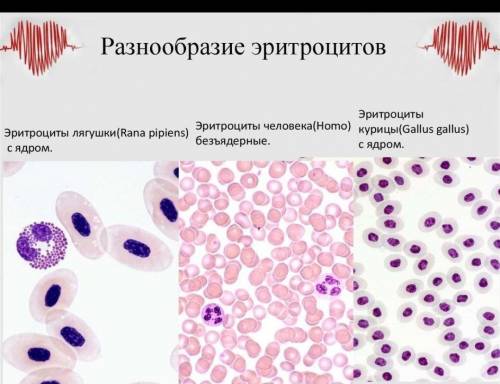 3. Проведя сравнение строения эритроцитов теплокровного и холодно- кровного животных, обоснуйте отве