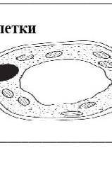 Укажите основные компоненты клетки сор​