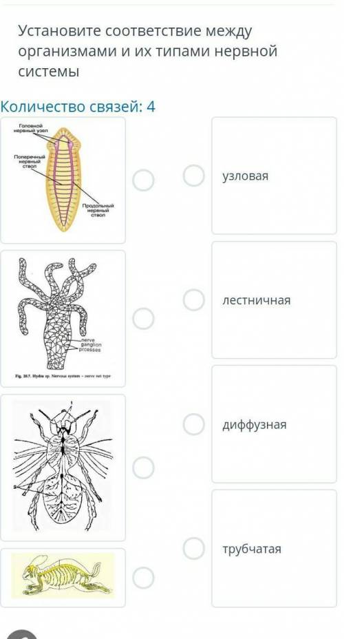 Установите соответствие между организмами и их типами нервной Системы Количество связей: 4 Головной