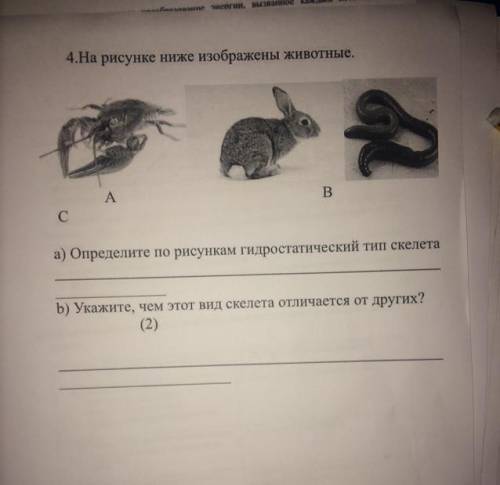 4.На рисунке ниже изображены животные. А. A В С а) Определите по рисункам гидростатический тип скеле