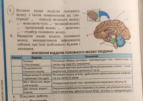 Напишите кокой цифре соответствует часть главного мозга и и сделайте таблицу.​