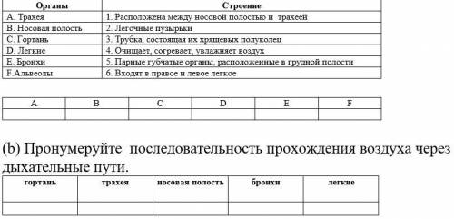 3. Рассмотрите изображение дыхательной системы человека. (а) Установите соответствие в строении орга