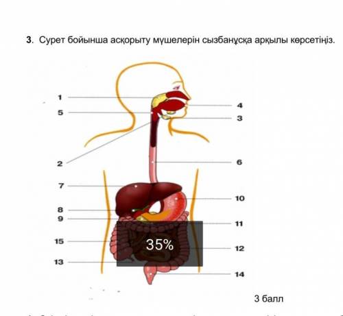 3. Сурет бойынша асқорыту мүшелерін сызбанұсқа арқылы көрсетіңіз.​