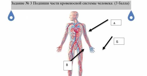 Задание № 3 Подпиши части кровеносной системы человека: ( )