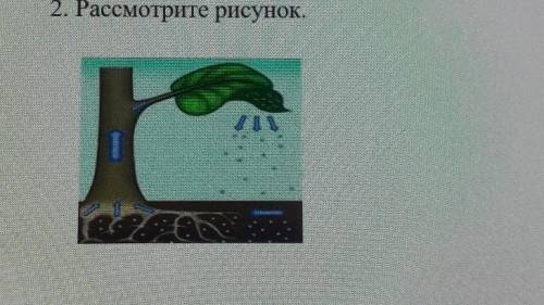 2. Рассмотрите рисунок. {(а) Укажите, какой процесс изображен на данном рисунке.[1](b) Объясните, ка